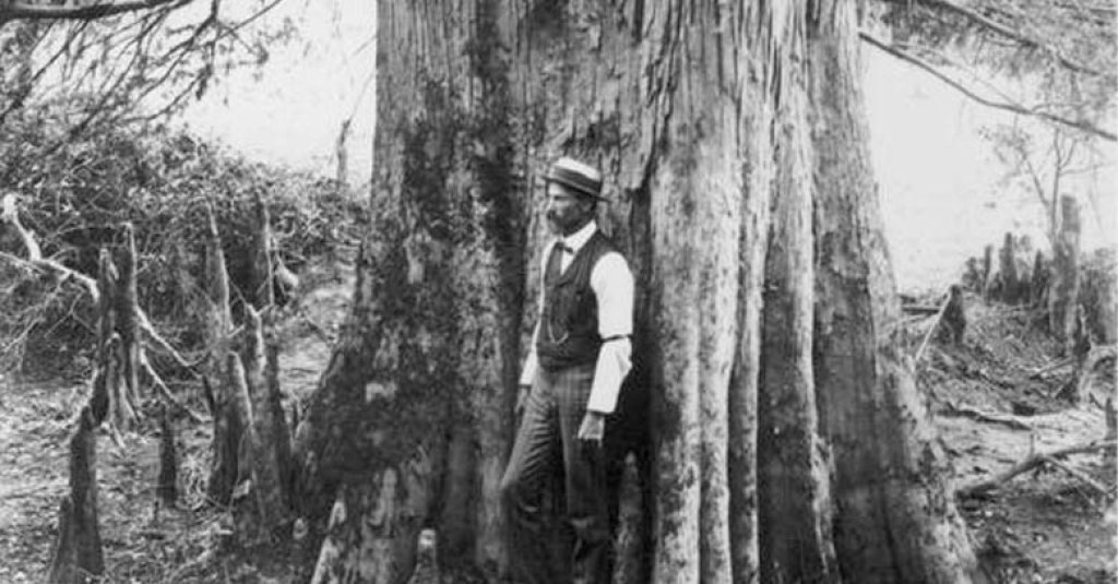 A man standing next to the trunk of a large cypress tree in 1900.