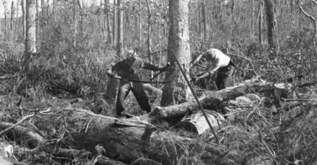 Two "swampers" with a hand saw fell a cypress tree in Louisiana.