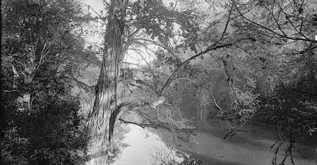 A virgin cypress tree untouched by saws from between 1880 and 1897.