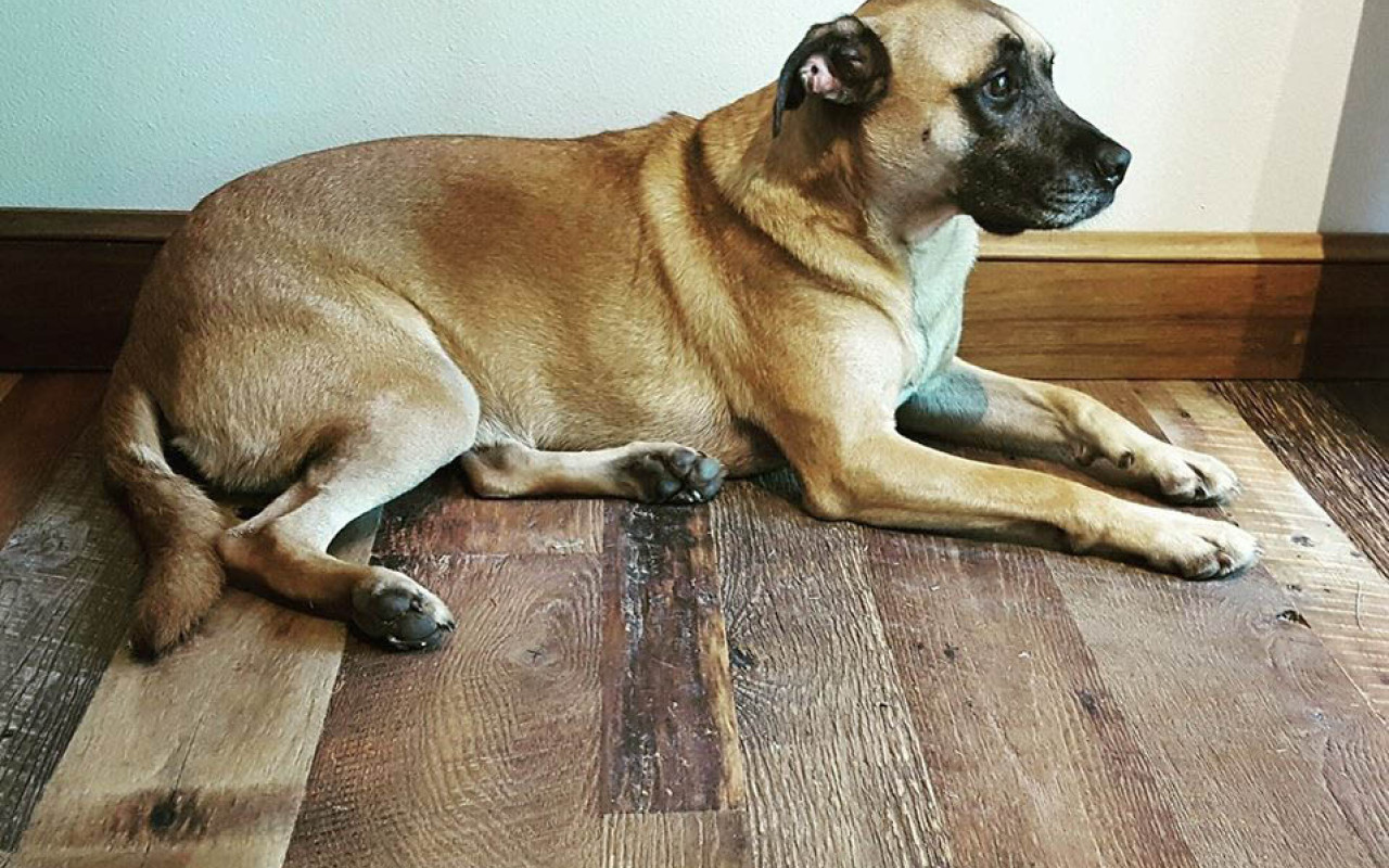 dog-hardwood-floor-square-1.jpg